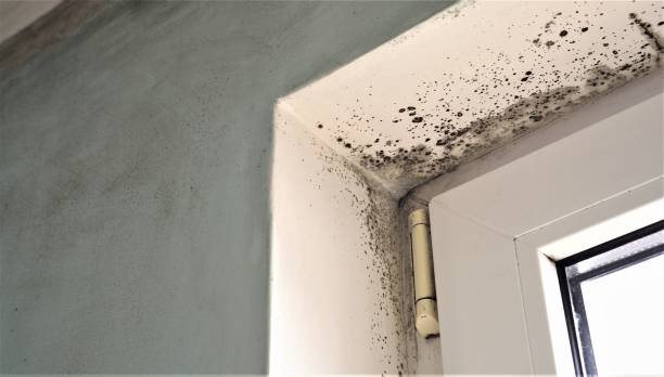 Best Water Damage & Mold Remediation  in Wendover, UT