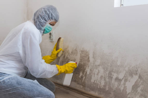 Best Real Estate Mold Inspection  in Wendover, UT