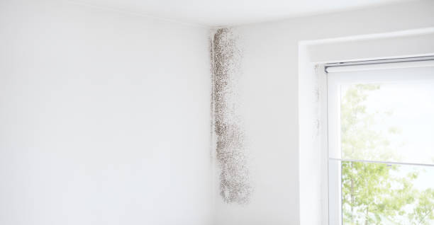 Reliable Wendover, UT Mold Removal Solutions
