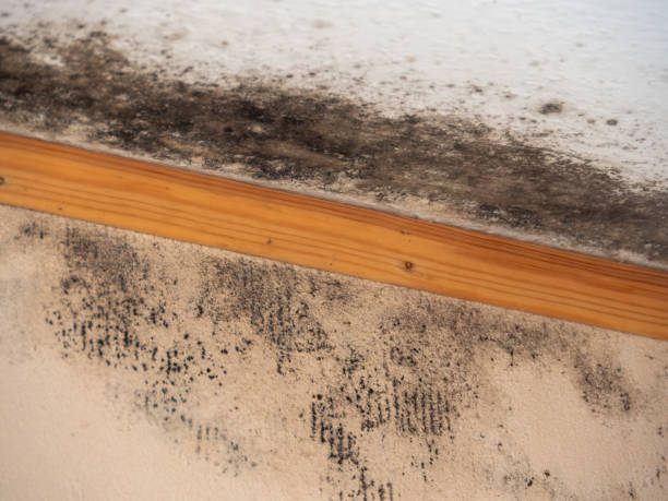Mold Remediation for Vacation Homes in Wendover, UT