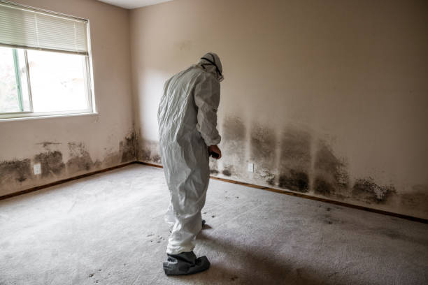 Best HVAC Mold Inspection and Cleaning  in Wendover, UT